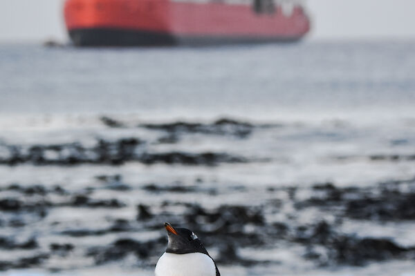 A penguin against the backdrop of a red and white ship at sea