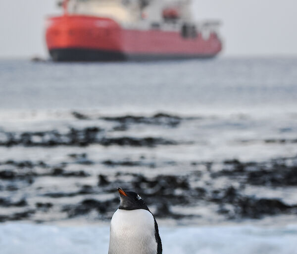 A penguin against the backdrop of a red and white ship at sea