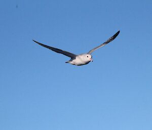 The full background of the photo is an even light blue coloured sky. There is a white bird flying towards the camera with its' grey wings raised.