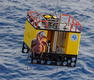 A yellow box containing scientific instruments being lifted out of the water, with an octopus attached to one side