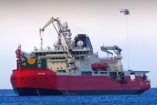A helicopter hovering above RSV Nuyina's rear helideck.