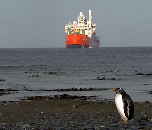 A gentoo penguin standing on a rocky beach with a red and white ship in the ocean behind.