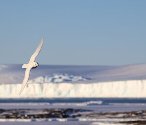 A white snow petrel is flying from left to right with an icy, rocky landscape in the background