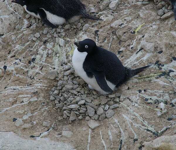 An Adelie penguin sitting on its pebbly nest surrounded by poo squirts
