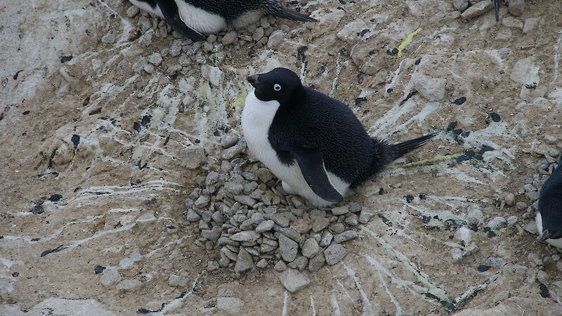 An Adelie penguin sitting on its pebbly nest surrounded by poo squirts