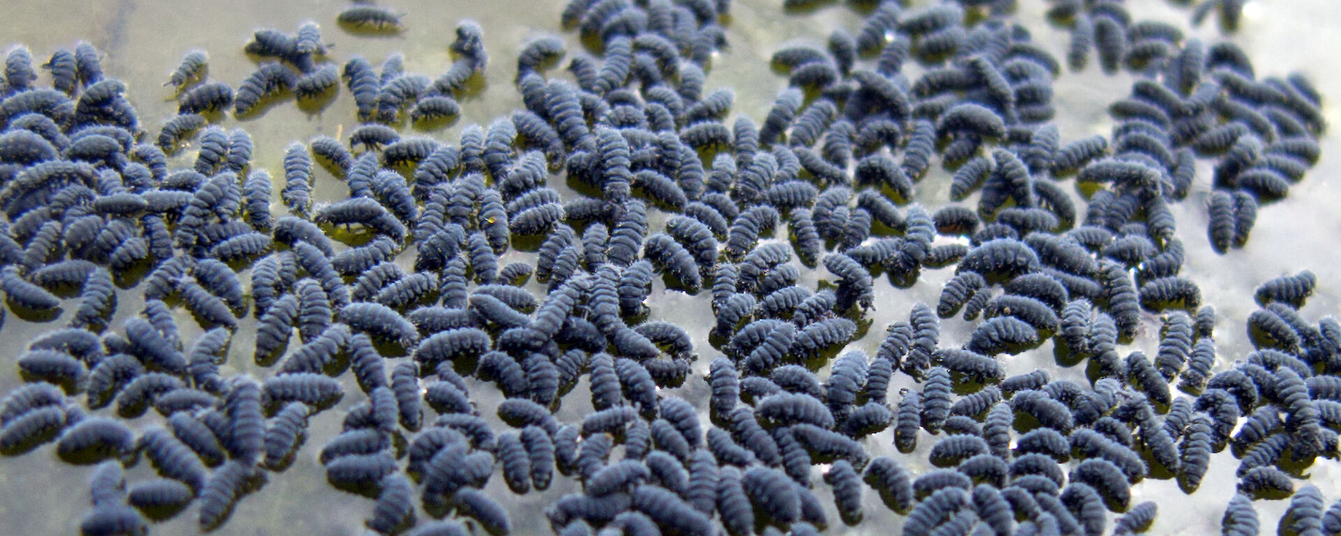 A group of small grey insect-like hexapods.