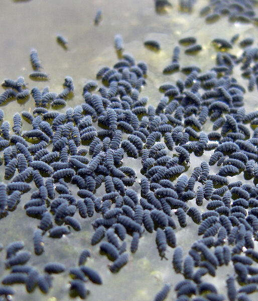 A group of small grey insect-like hexapods.