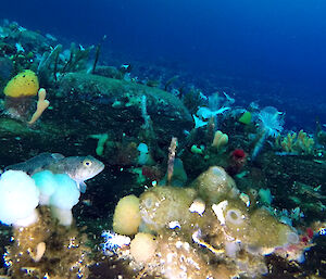 A fish and some colourful sponges and other seafloor marine creatures living on rocks.