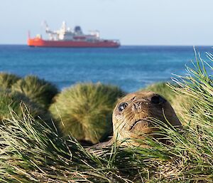 A seal pokes its head out of the green tussocks with a large red and white ship in the background