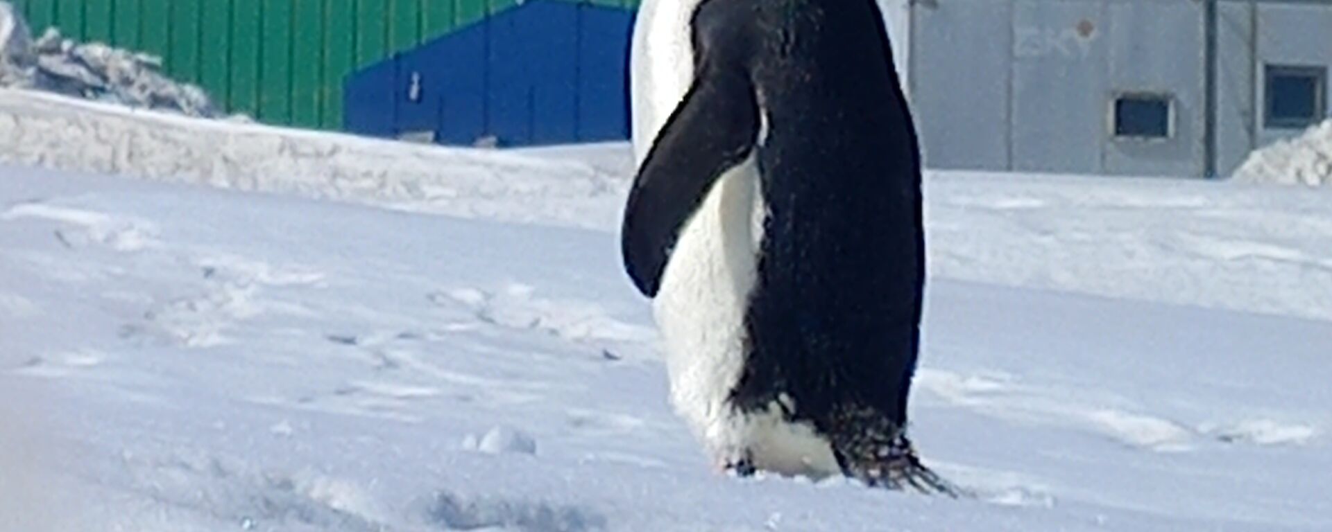 A lone black and white penguin standing in the snow turns and looks sideways at the camera.