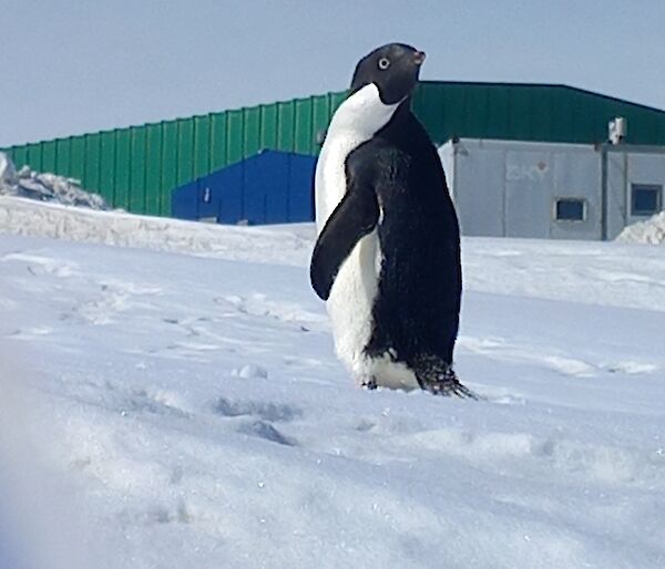 A lone black and white penguin standing in the snow turns and looks sideways at the camera.