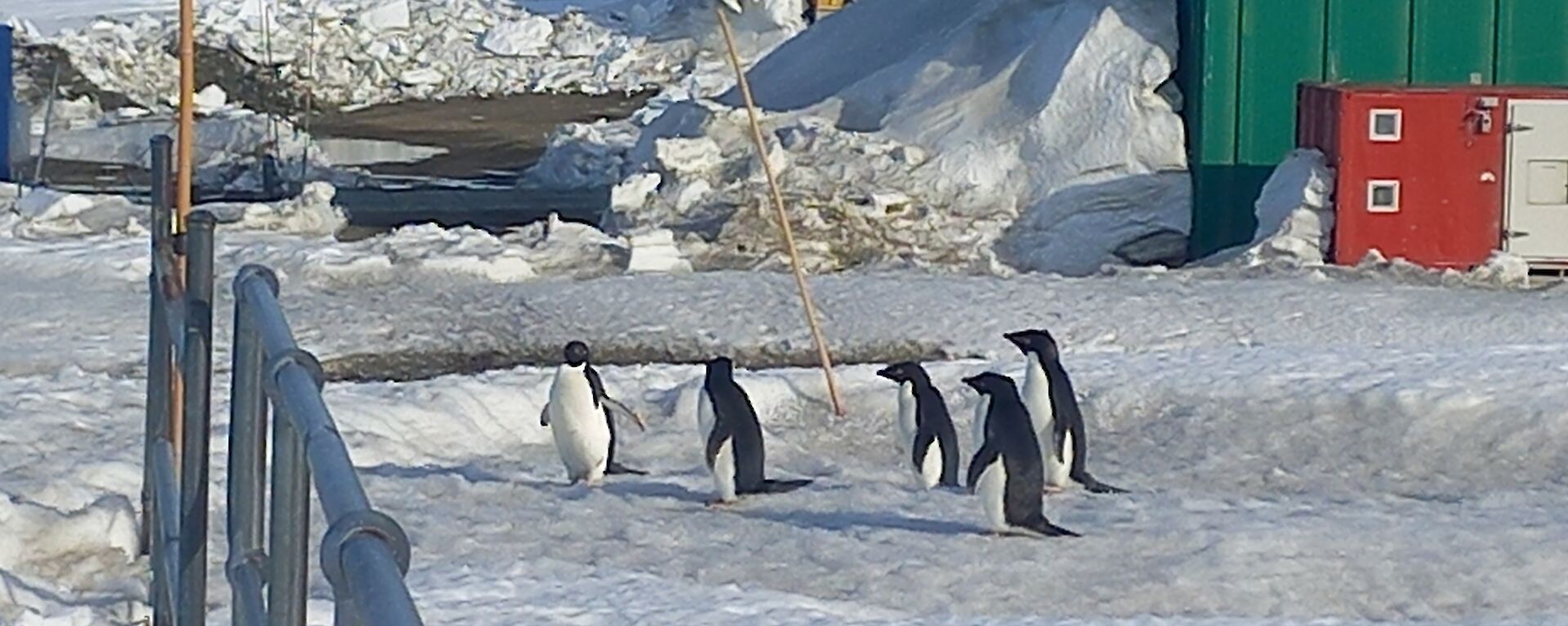 A group of five black and white penguins walking across the snow with red, green, blue and yellow station buildings in the background.