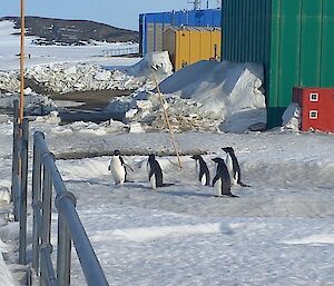 A group of five black and white penguins walking across the snow with red, green, blue and yellow station buildings in the background.