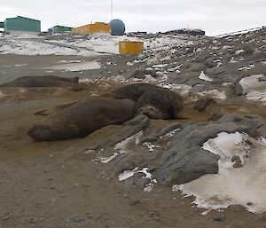 Four large elephant seals lying amongst rocks and sand with station buildings visible in the background.