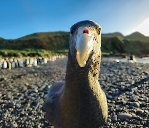 A large grey bird with a white beak looking directly at the camera on pebbly beach.
