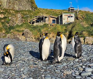 A small group of penguins stands on a grey pebbly beach in front of some wooden huts on a grassy hill