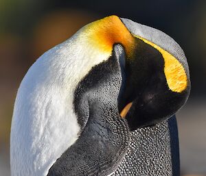 A penguin with yellow highlights on it's head preens itself under a wing
