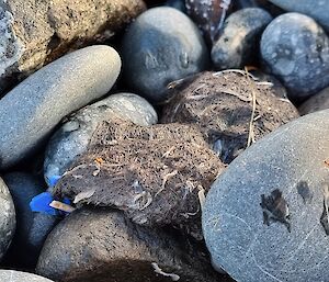 Giant petrel regurgitant containing hard plastic on Green Gorge beach