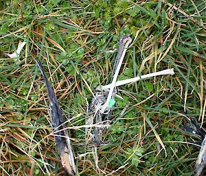 Skua regurgitant containing hard plastic on Plateau Track.