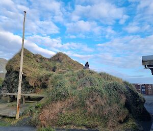 A seal sits on top of a green tussock near some buildings
