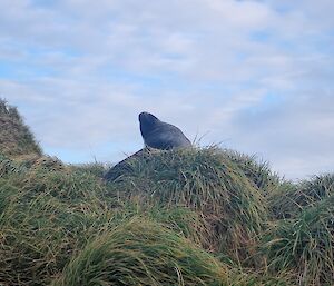 A lone seal sits on a green tussock