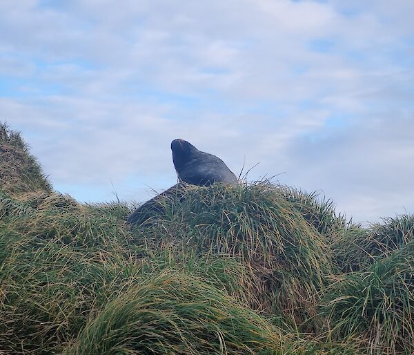 A lone seal sits on a green tussock