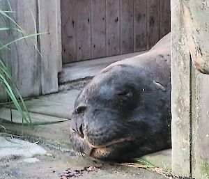 A seal's head pokes out from a wooden building.