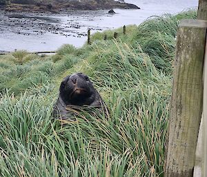 A seal hides in a green tussock