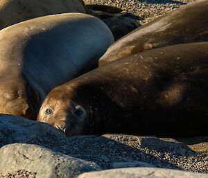 Several brown seals are huddled together sleeping. The centre seal has it's eyes open and is looking directly at the camera.