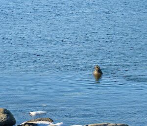 A seals' head is poking up out of calm sea water.