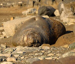 A large brown seal (juvenile elephant seal) is sleeping on its' side in the sun with eyes closed and a smile on its' face.