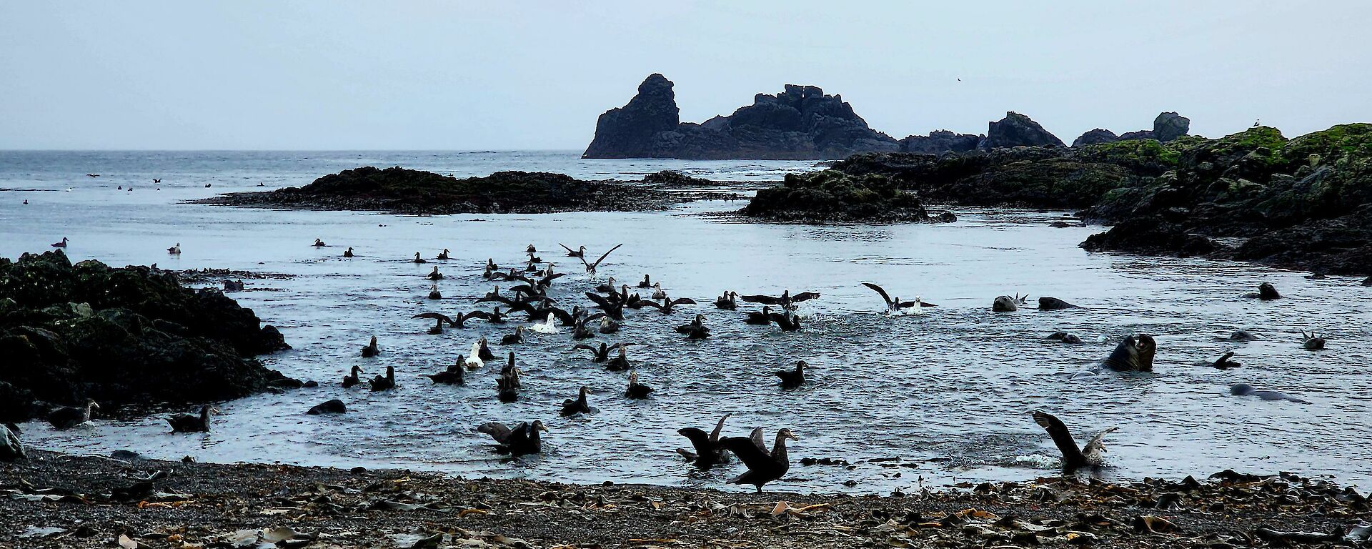 A flock of seabirds at Macquarie Island