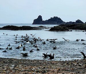 A flock of seabirds at Macquarie Island