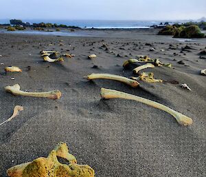 Skeletal seal remains at Macquarie Island