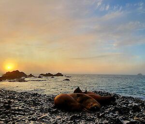 Sun over sea – Macquarie Island