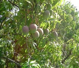 A green mango tree containing a cluster of nearly ripe mangoes