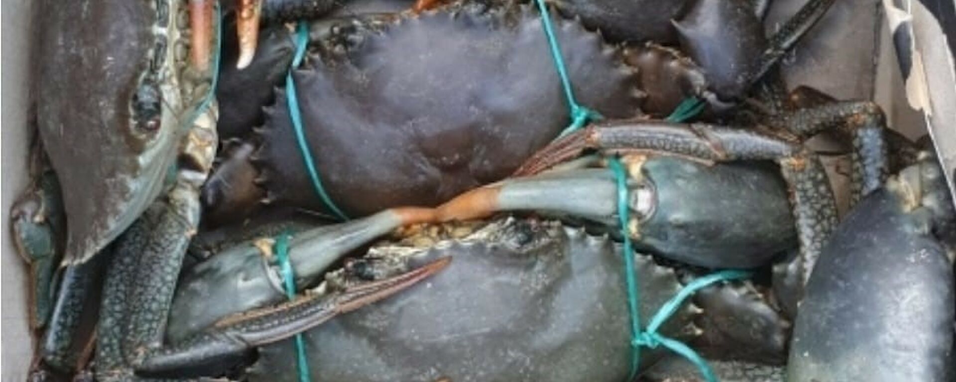 A box of freshly caught mud crabs