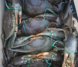 A box of freshly caught mud crabs