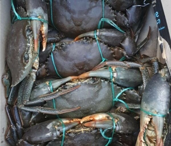 A box of freshly caught mud crabs