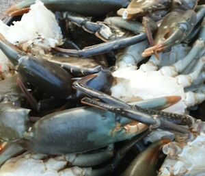 A black box filled with cooked mud crabs