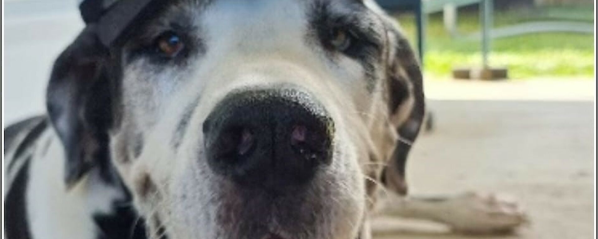 A panting black and white dog wearing a cap looks straight at the camera