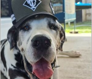 A panting black and white dog wearing a cap looks straight at the camera