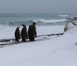 King Penguins at Macquarie Island