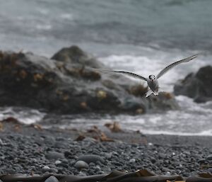 Antarctic Terns at Macquarie Island