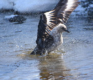 A bird is photographed just as it is about to fly from the water with its wings spread. There is snow and rock in the background.
