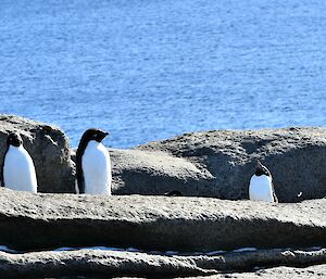 Four Adélie penguins are on rocks. There is water in the background.