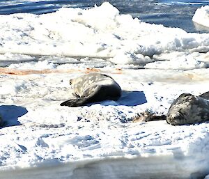 Three Weddell seals are sleeping on a piece of ice in the sunlight. Water is visible in the background.