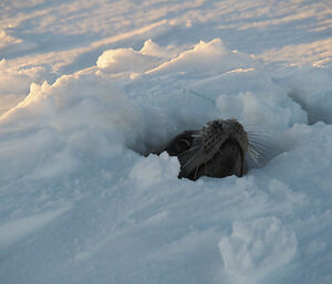 A Weddell seal can be seen poking its head out of a hole in the sea-ice and taking a breath.