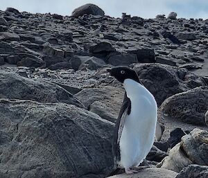 A lone black and white Adelie penguin standing on a rock looking sideways at the camera.