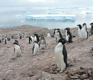 Adelie penguins on rocky nesting grounds with small icebergs in the distant ocean